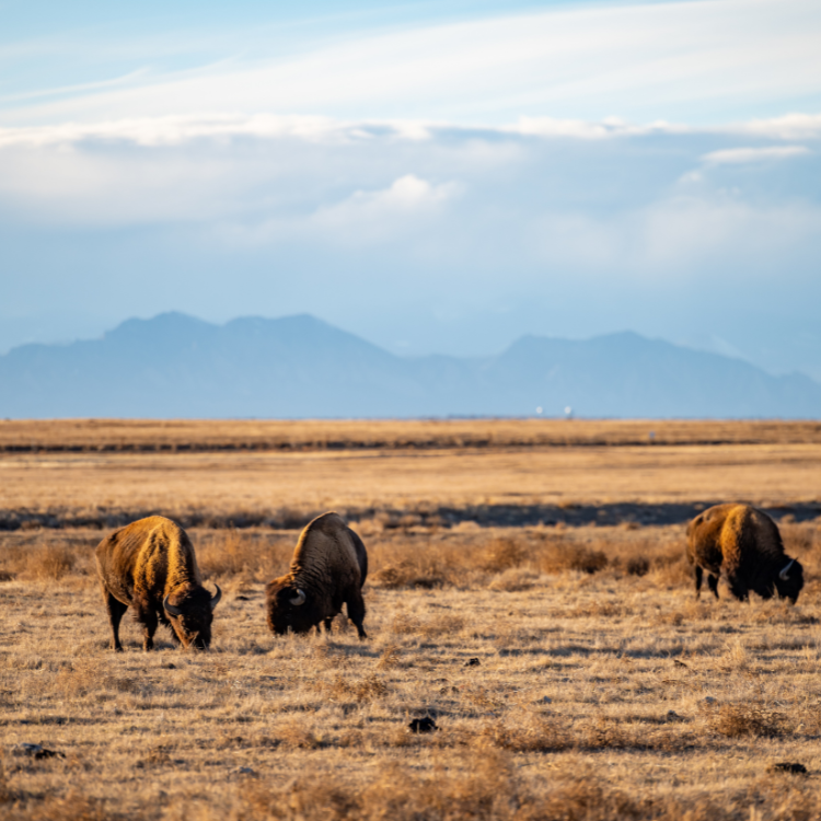 Rocky Mountain Arsenal